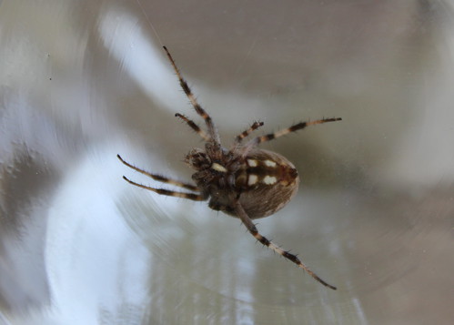 Garden spider in the house