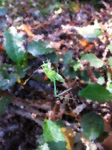 Artified grasshopper