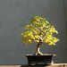 Chinese elm in the Fall