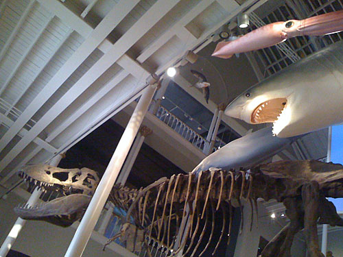 Dinosaur, Shark, Giant Squid