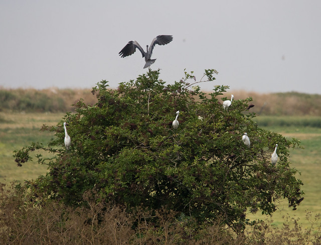 heron and egrets