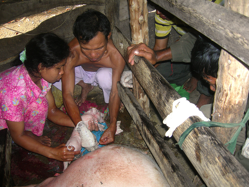 Cambodge production porcs