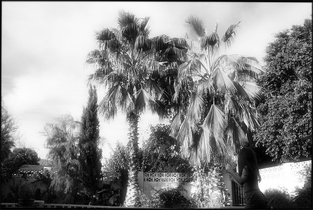 Scottsdale Backyard with Palms