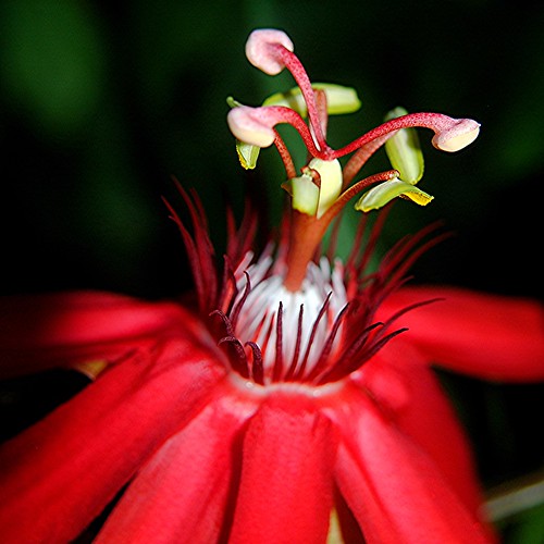 Fertile red Passion Flower glows in the morning sun by jungle mama