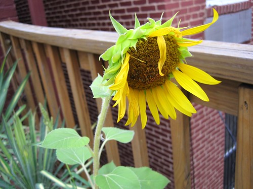 deck sunflower