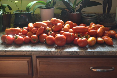 Tomatoes, round 2
