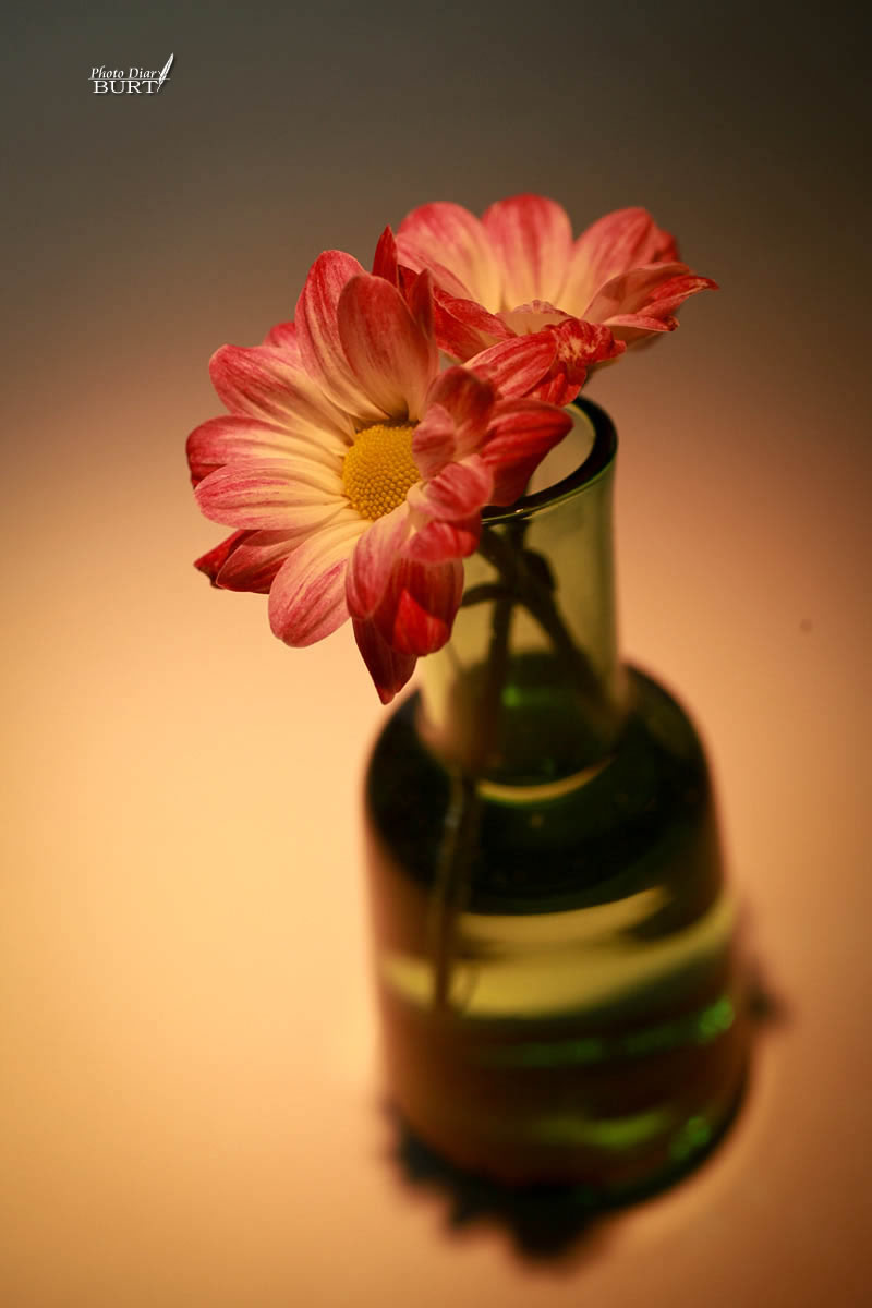 桌上小瓶花