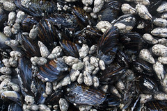 barnacles-mussels