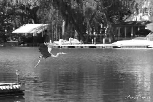 The Blue Heron takes off