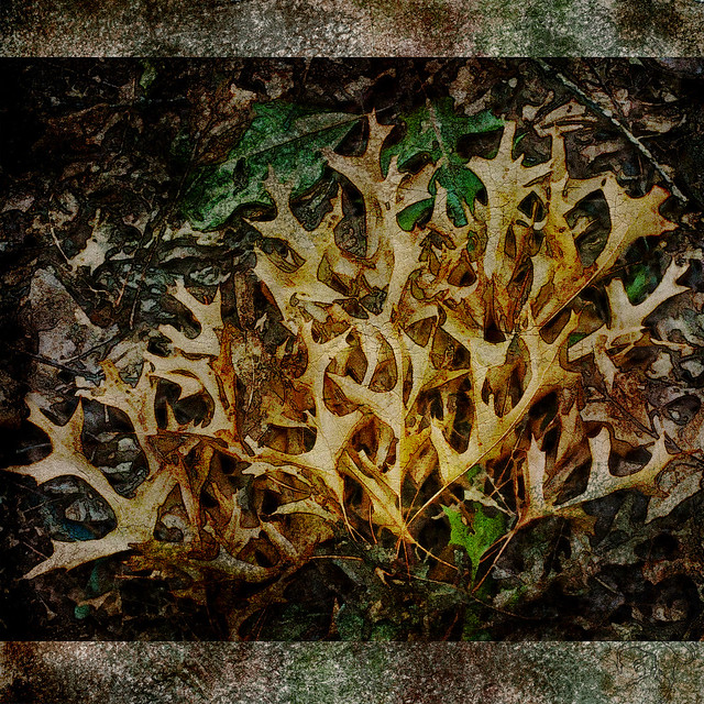 Texture Tuesday: Forest Floor