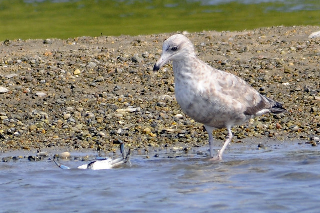Juv gull with BLUE crab