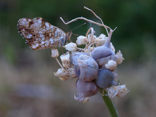 butterfly_on_shallots