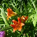 Sierra tiger lily (Lilium parvum)