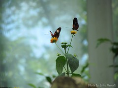 Tiergarten Schönbrunn - Butterflies
