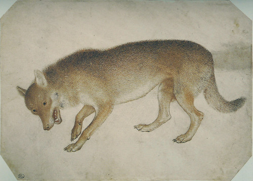 Pisanello - Loup mort by petrus.agricola