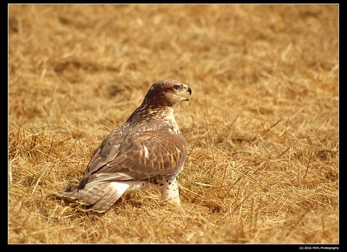 Ferruginous Hawk (Buteo regalis)