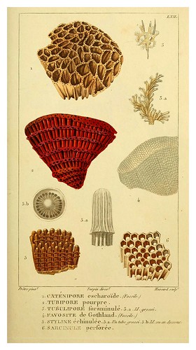 016-Manuel d'actinologie ou de zoophytologie (Volume plates) 1834- H.-M. Ducrotay Blainville