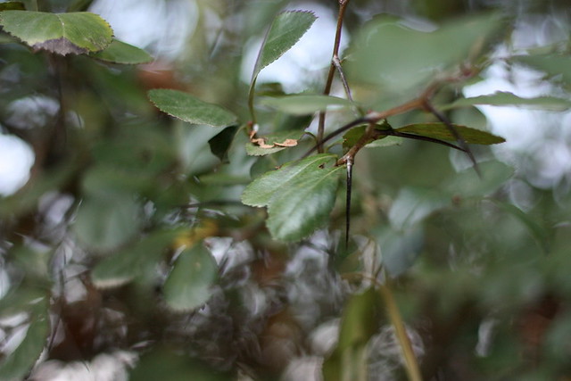 thorns and leaves