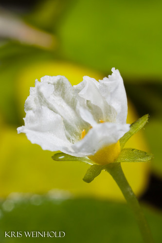 Nymphoides sp. 'Taiwan' Flower