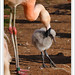 Flamingo and Chick