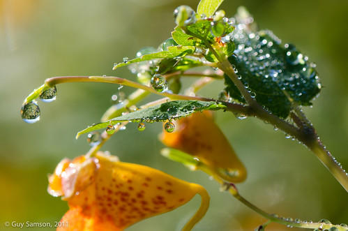 Rosée matinale / Morning Dew by guysamsonphoto