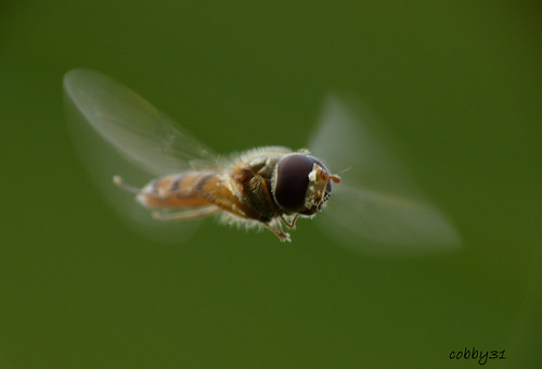 Hover wings in motion.