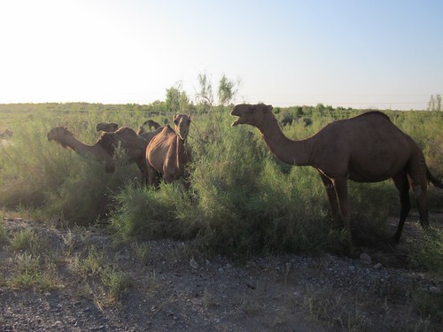 Camels in the Turkmen desert.