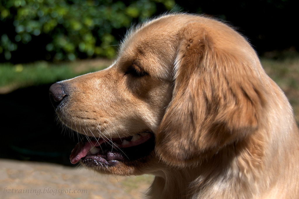 Profile of a Golden