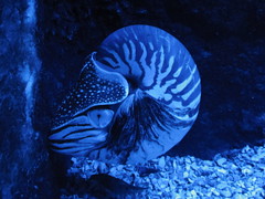 Blue Reef Aquarium , Cornwall