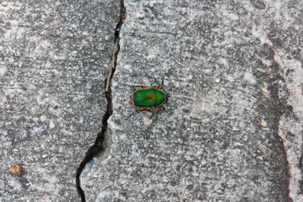 Emerald Green Beetle
