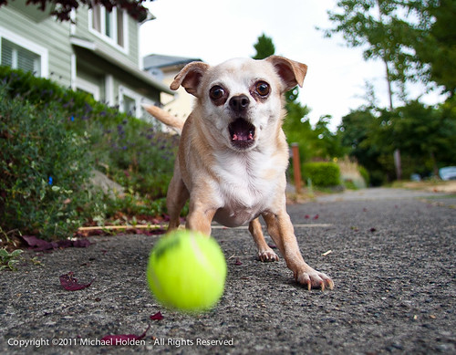Chihuahuas are vicious by Michael Holden