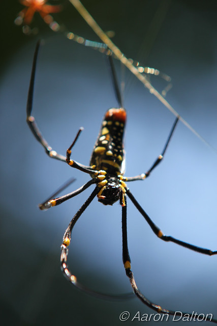 Giant Death Spider