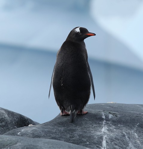 Gentoo Penguin in Pléneau Bay, Antarctica by Liam Q