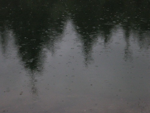 tongass rain