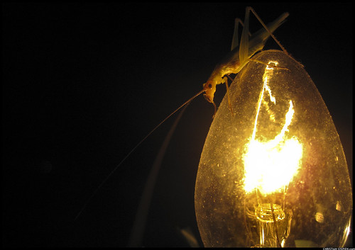 Grasshopper On A Christmas Light by Christian Stepien.com