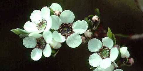 leptospermum-jingera-flowers2-small