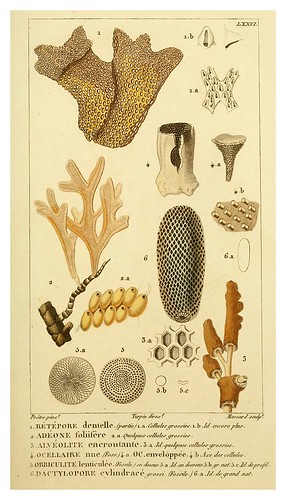 020-Manuel d'actinologie ou de zoophytologie (Volume plates) 1834- H.-M. Ducrotay Blainville