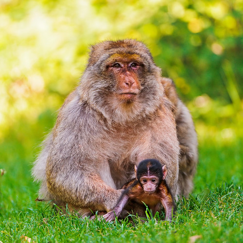フリー写真素材|動物|哺乳類|猿・サル|家族・親子（動物）|