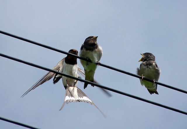 24870 - Swallows, Manorbier