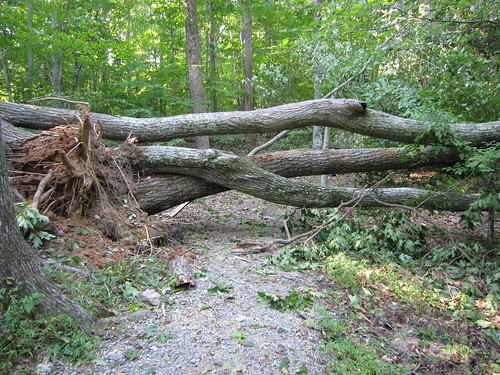 Trees block the Beaver Lake Trail.