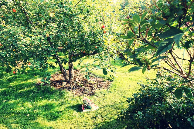 omenapuunalla