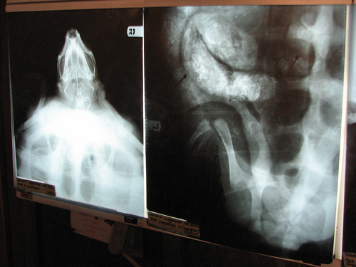 Turtle x-rays
