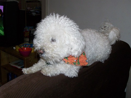 doggy pumpkin kerchief