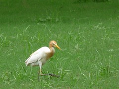 Cattle egret, grazing