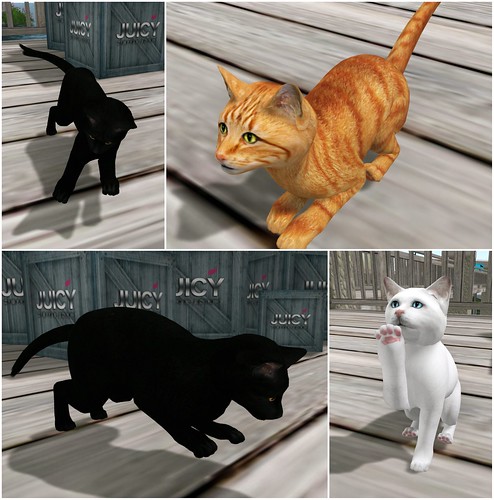 Second Life Marketplace  Zooby Cat Life Black Cat Avatar BOXED