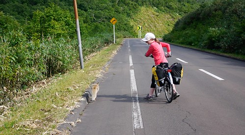 A fox on the road near Niseko, Hokkaido, Japan