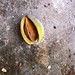 Almond in husk and shell