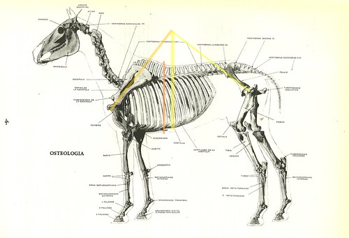 anatomia do cavalo2