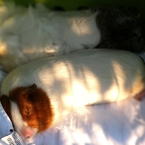 I'm so glad I brought the guinea pigs outside for fresh air and grass...so they could nap on the towel
