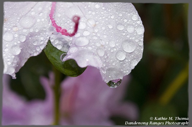 Dew drops on flower